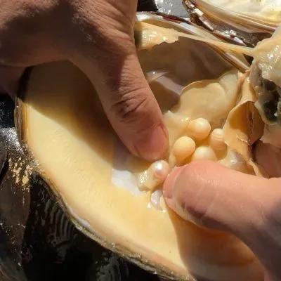 3 Lý Do Nên Chọn Trang Sức Ngọc Trai Nước Ngọt Giá Rẻ Tại Pearl Farm